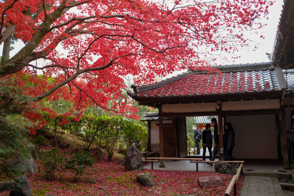 栄攝院の紅葉