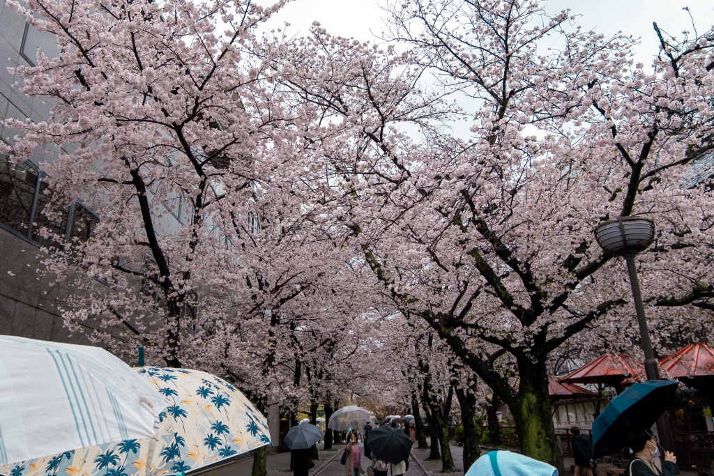 京都　祇園の桜