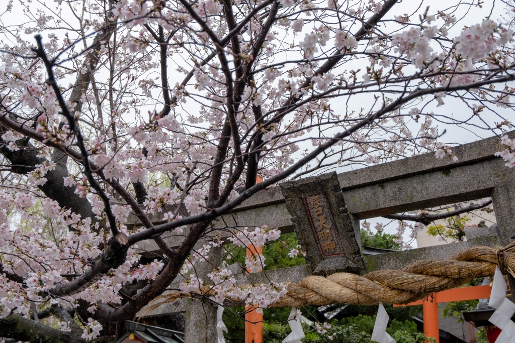 京都　祇園白川の桜
