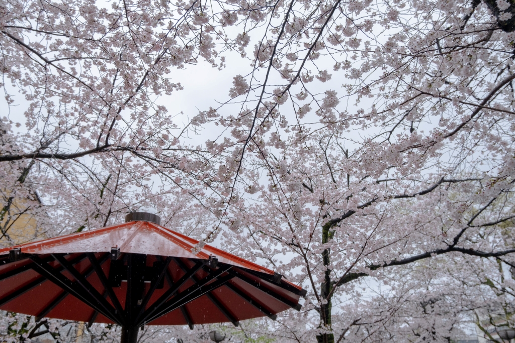 京都の桜