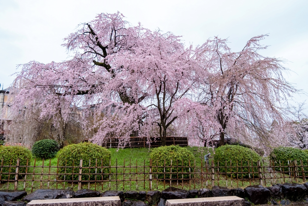 祇園枝垂桜