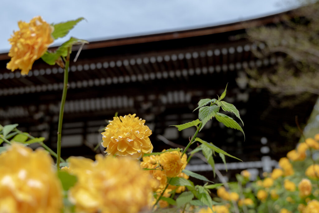 京都・松尾大社の山吹